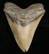 Megalodon Tooth - Carolinas #4997-1